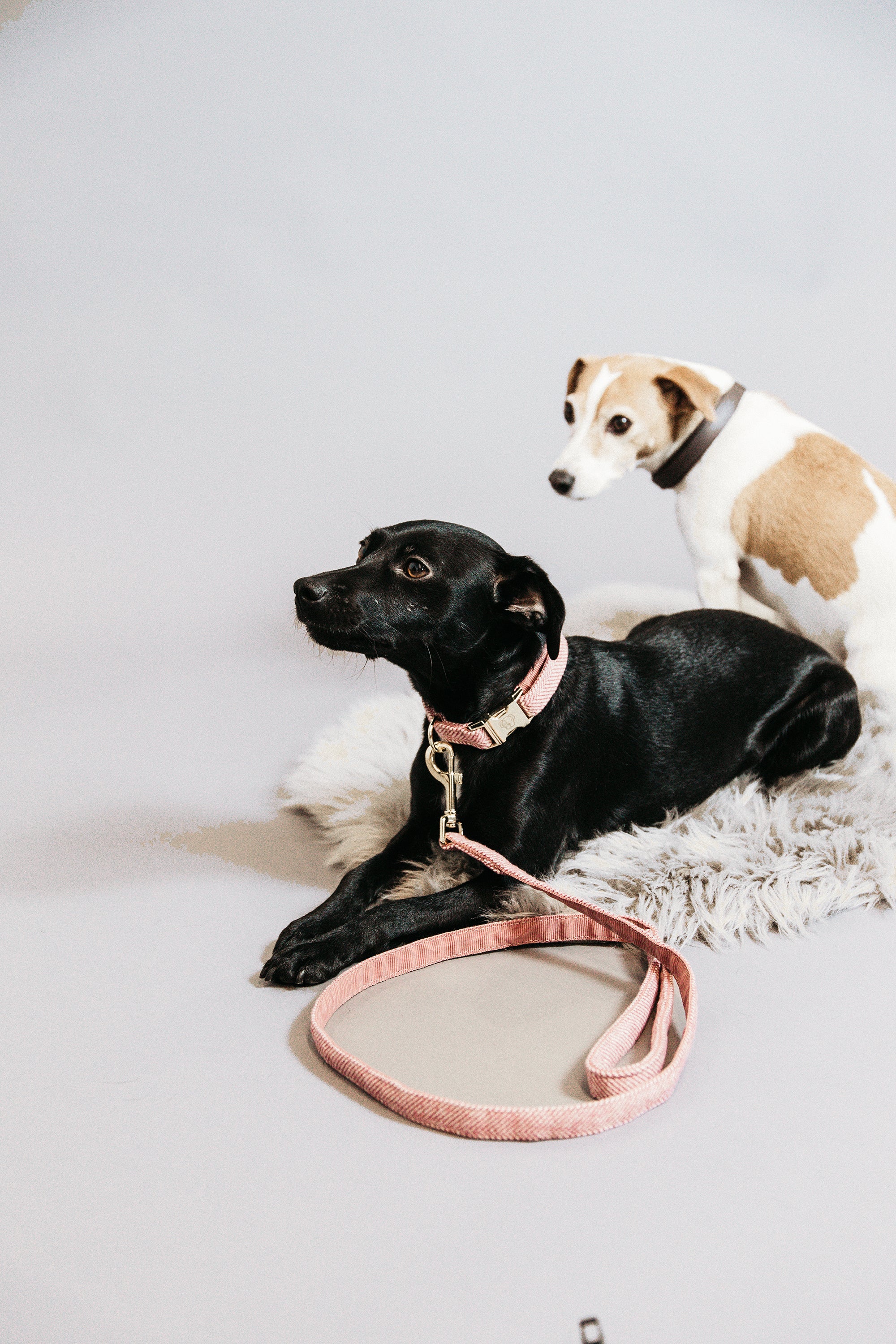 Hundehalsband Wolle - rosa