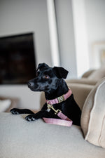 Lade das Bild in den Galerie-Viewer, Hundehalsband Wolle - rosa
