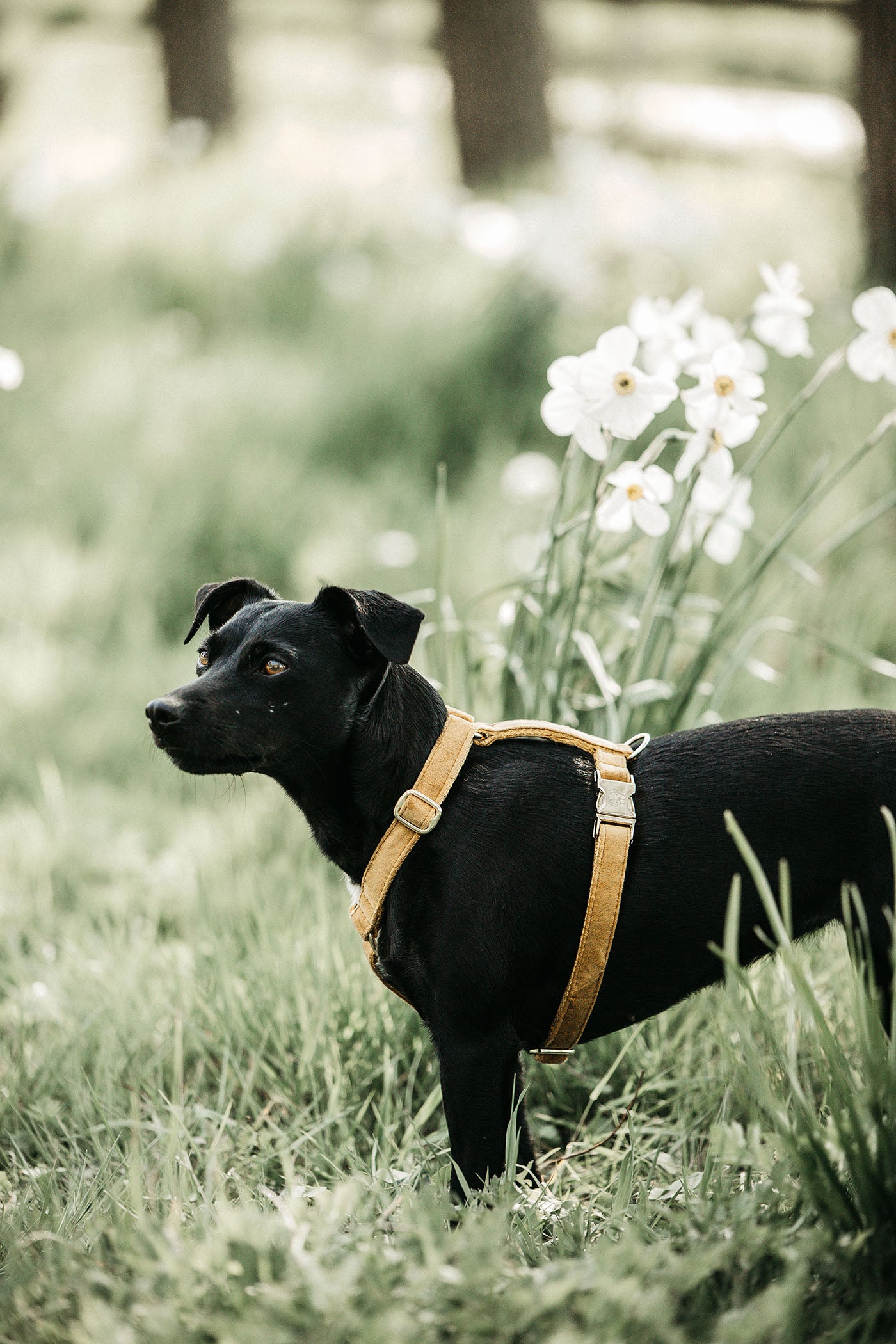 Hundegeschirr aus Samt - senf