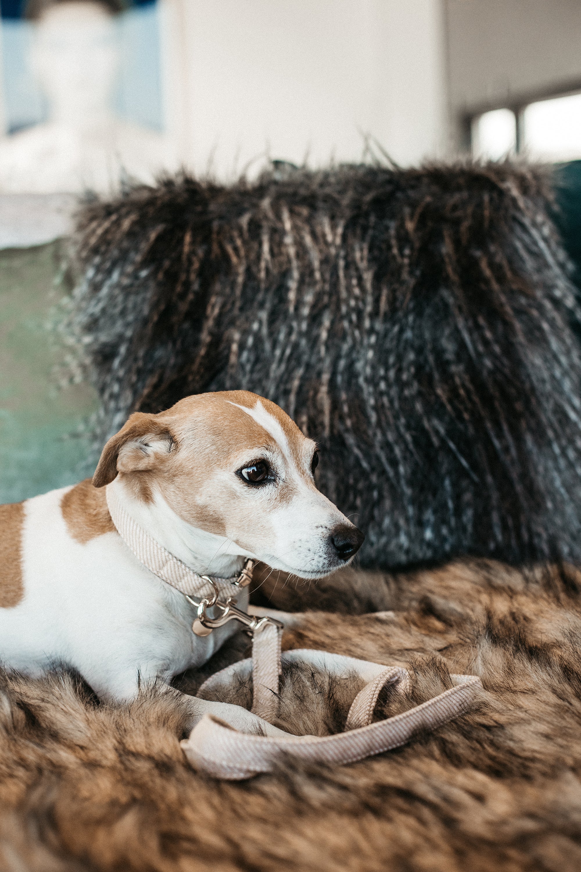 Hundehalsband Wolle - beige