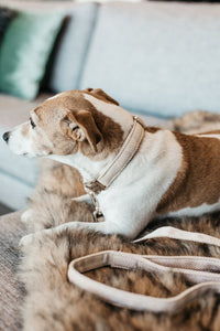 Hundehalsband Wolle - beige