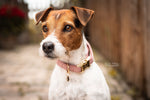 Lade das Bild in den Galerie-Viewer, Hundehalsband aus Samt - rosa
