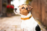 Lade das Bild in den Galerie-Viewer, Hundehalsband aus Samt - senf
