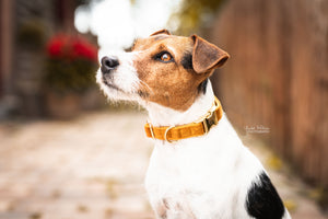 Hundehalsband aus Samt - senf