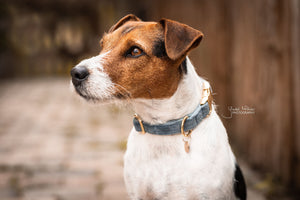 Hundehalsband aus Samt - hellblau
