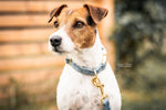 Lade das Bild in den Galerie-Viewer, Hundehalsband aus Samt - hellblau
