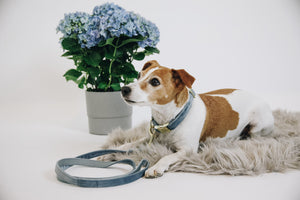 Hundeleine aus Samt - hellblau