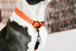 Lade das Bild in den Galerie-Viewer, Halsband zu Schleppleine Soft Rubber - neon orange
