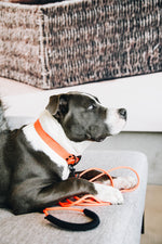 Lade das Bild in den Galerie-Viewer, Halsband zu Schleppleine Soft Rubber - neon orange
