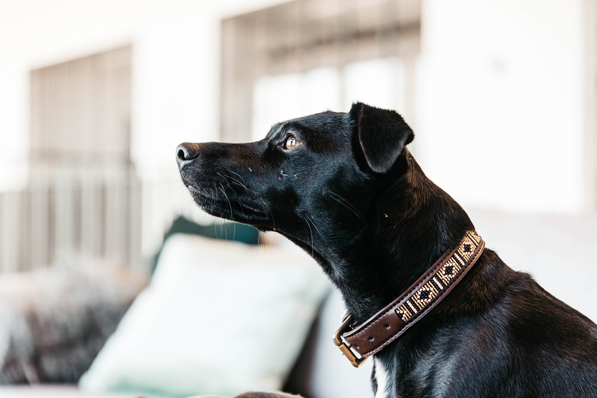 Hund mit Perlen-Halsband in gold
