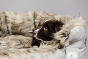 Bequemes Hundebett Cave