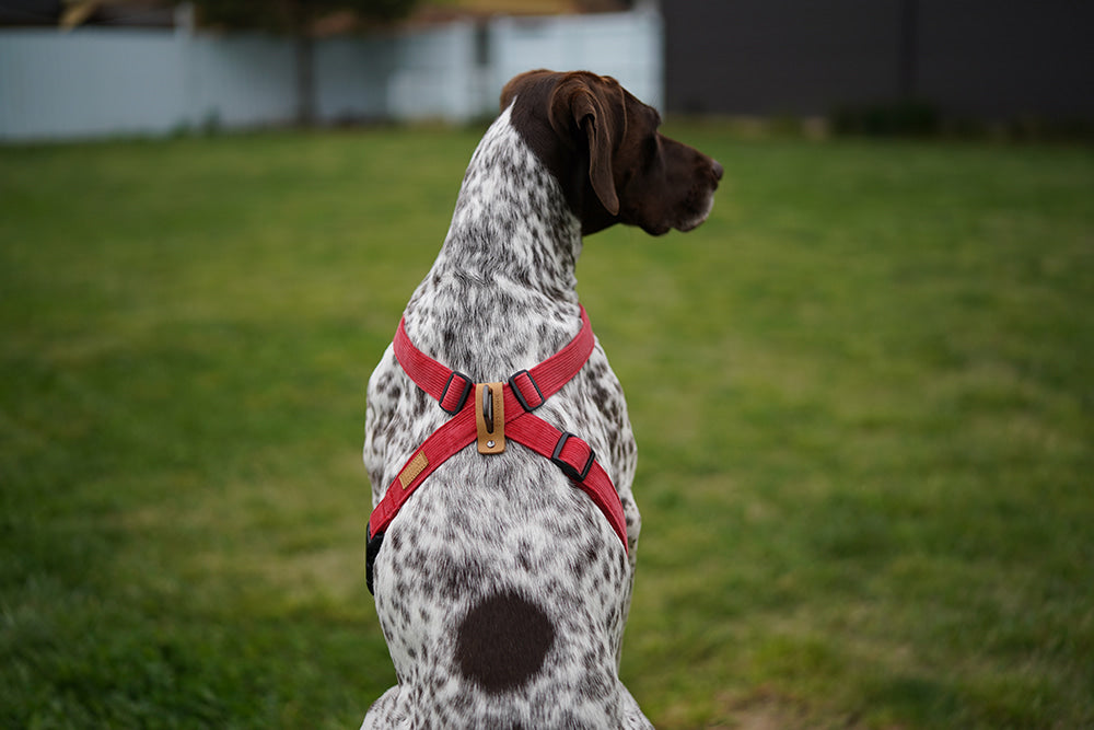 Field-X Harness Hundegeschirr