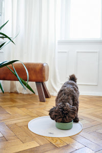 Hund frisst aus Keramik Futternapf Osby - khaki von HUNTER
