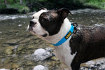 Lade das Bild in den Galerie-Viewer, DeWater Collar Hundehalsband
