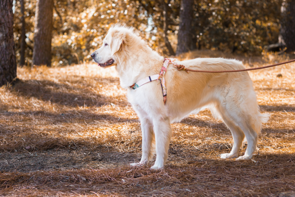Hundegeschirr Optimus handgenäht