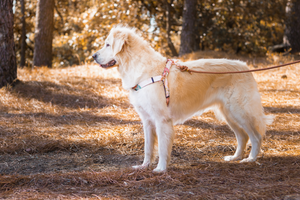 Hundegeschirr Optimus handgenäht
