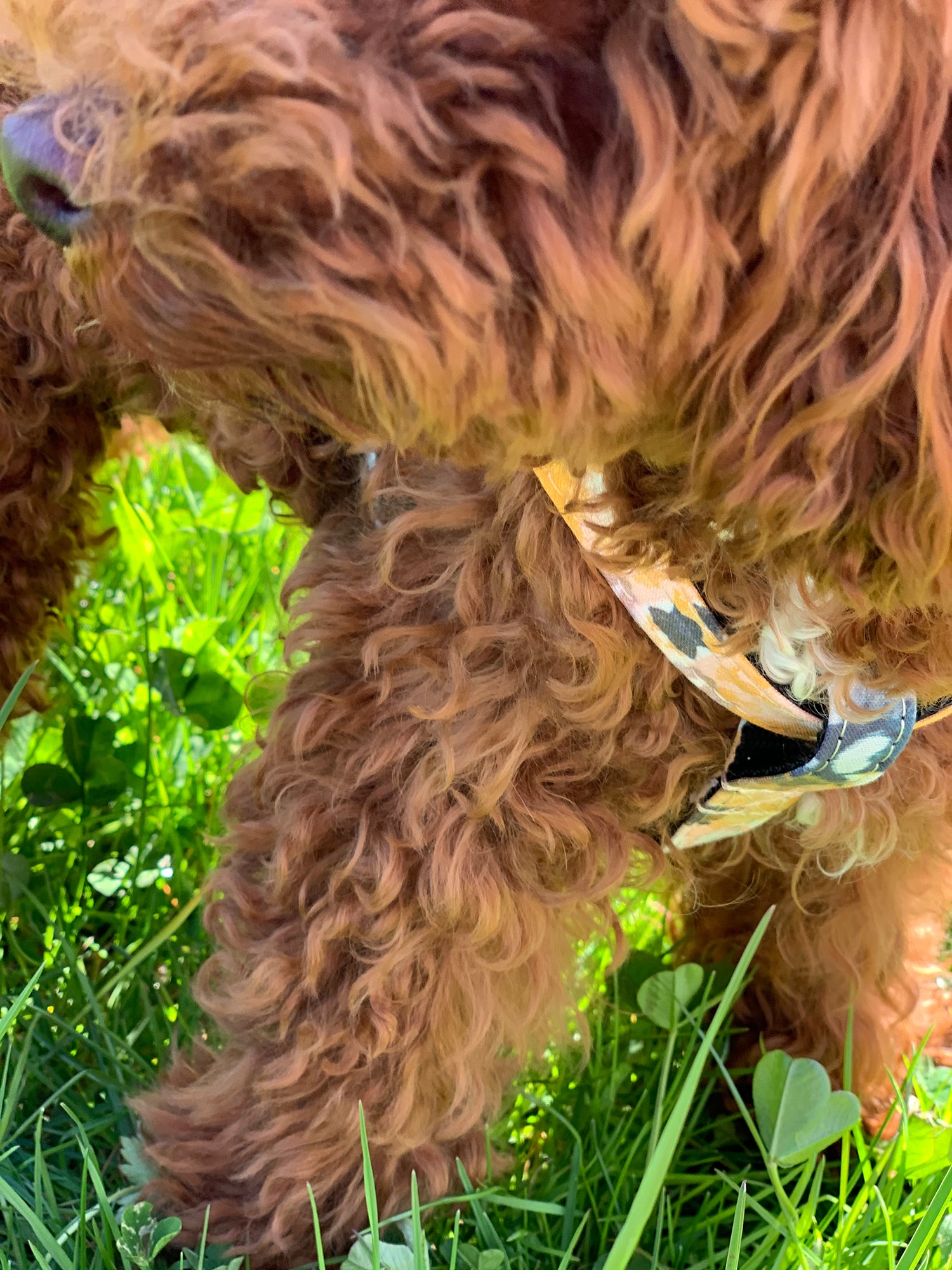 Hundegeschirr Optimus handgenäht