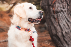Handgenähtes Hundehalsband Sherry aus Stoff