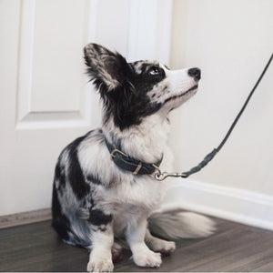 Hund mit Halsband aus Leder - grau