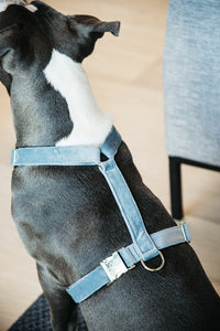 Hundegeschirr aus Samt - hellblau