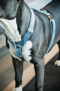 Hundegeschirr aus Samt - hellblau