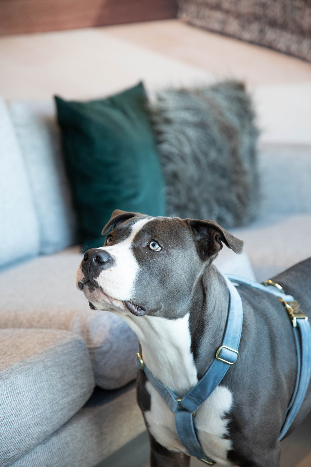Hundegeschirr aus Samt - hellblau