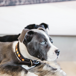 Lade das Bild in den Galerie-Viewer, Halsband mit Perlen - orange
